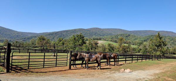 Polo ponies