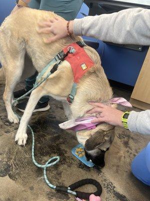 Catie getting bloodwork and vaccines done. They did such a great job distracting her with treats and pets.