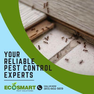 Reliable Pest Control Experts