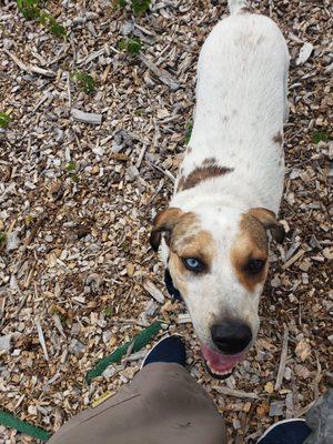 This is Jerry the Pointer Hound Mix and he is 2 years old and I walk him all the time at the shelter and he deserves to be adopted!