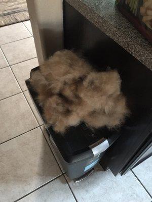 The amount of fur I brushed off my dog AFTER getting him back from the groomers.