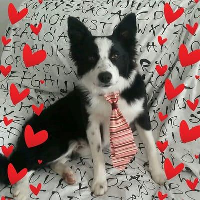 Got a $25 deal and a cute little tie. I love the service! This is what my dog ended up looking on Valentine's Day. Thank you =)