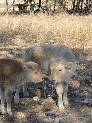 Baby bison