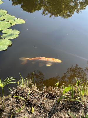 Koi fish