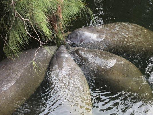 Manatees munching down.