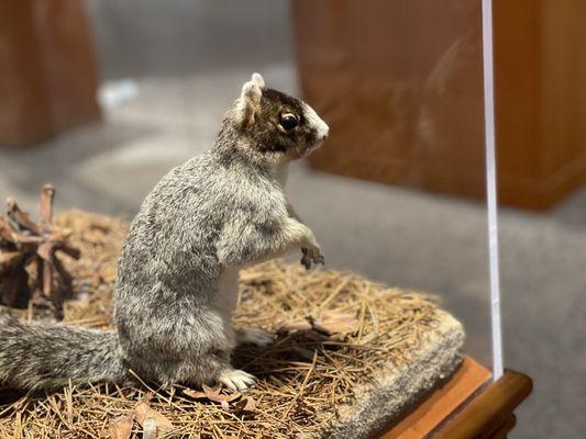 Fox Squirrel