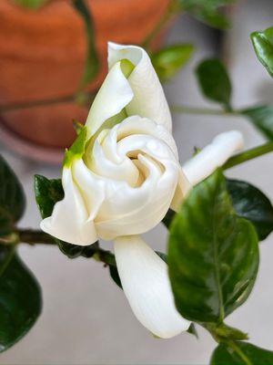 Gardenia