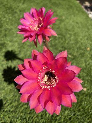 Echinopsis Cabaret