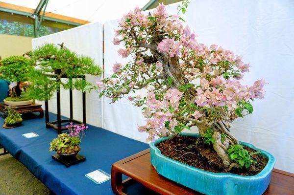 Pacific Bonsai Museum