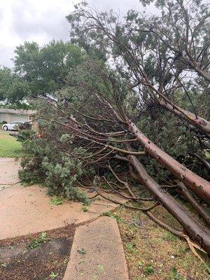 Cedar tree that fell and was removed by Rodriguez Tree Svc.