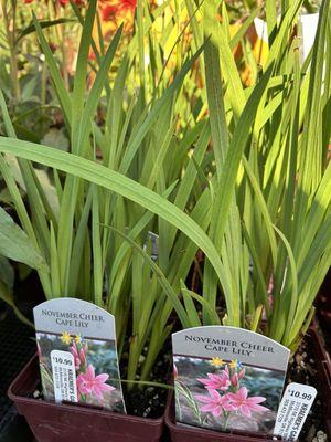 Cape Lily at Kraemer's garden center