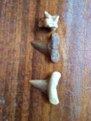 Two sharks teeth and an invertebrate bone.