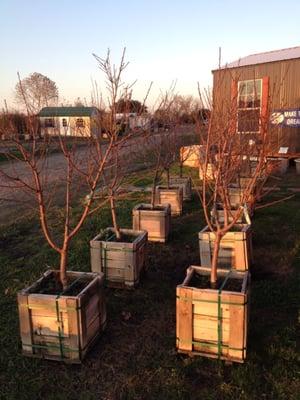 'June Gold' Peach: a large, delicious semi-clingstone peach. These are already pruned to have open centers.