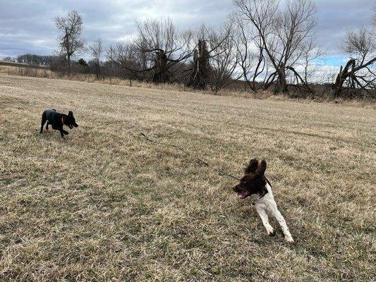 Ida romping with friends  at Goid Dog Camp.