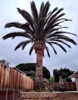 The finished Canary Island Date Palm.