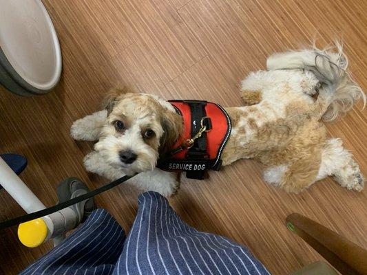 Yogi was biting his owners and chewing on things. Now he's a service animal!