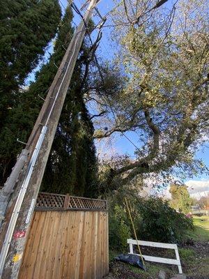 Oak tree bending utility lines.