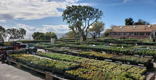 Cosentino's Nursery, Malibu, CA