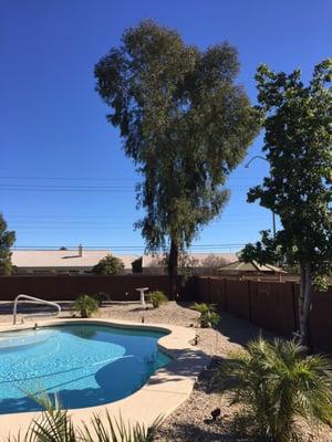 Agave Tree & Landscape