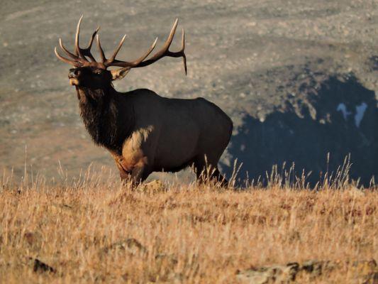 Estes Park Shuttle