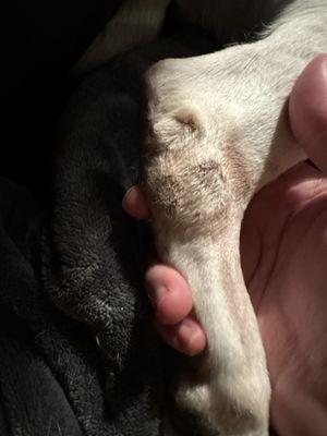 My dogs right back paw.