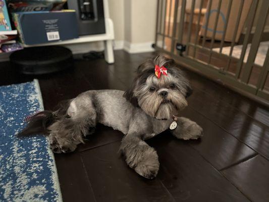 Doggies Bath and Groom