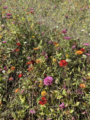 Field of dahlias