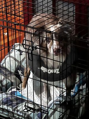 Roxy standing in her crate (had to put crate divider in to make it smaller so she wouldn't try to walk).