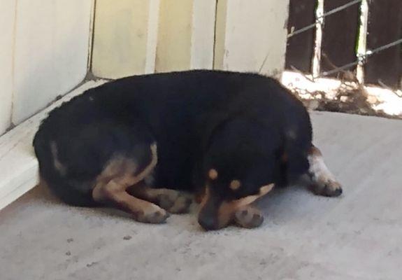 Friendly male no microchip turned into shelter 5/20/22