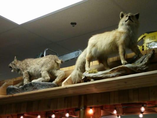 Bad taxidermy (but I love it!).