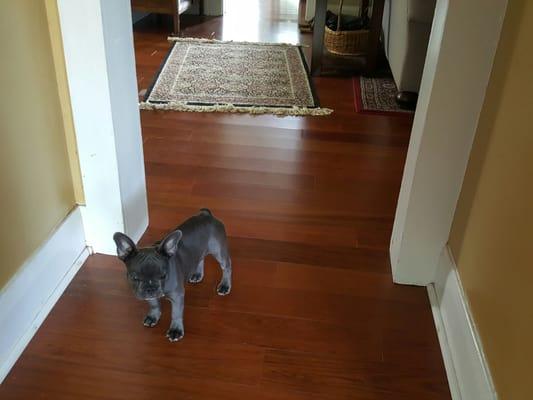 Mimi is quickly growing up quickly with these beautiful floors! She pitter patters all over the place!