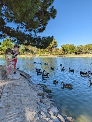 Just feeding baby ducks!