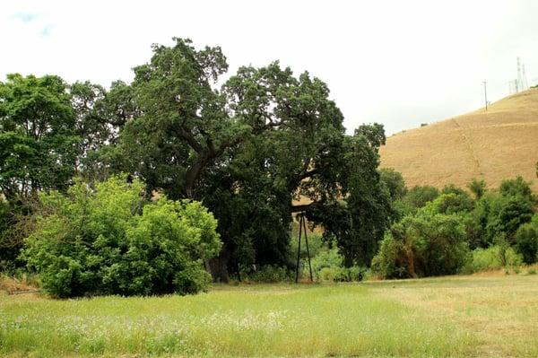 Bear Oak Tree