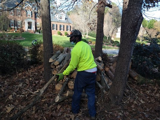 Employee hard a work on tree job in charlotte, Nc