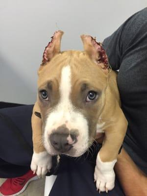 Getting his stitches out. They were cropped outside of this office.