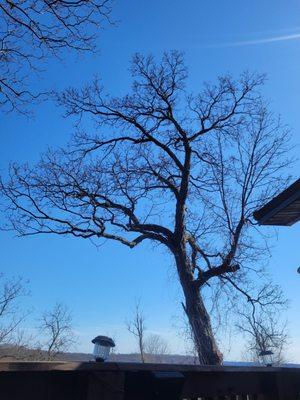 Cool view of tree from the deck.