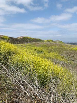 Yellow flowers + roller coaster hills for days! (May 2021)