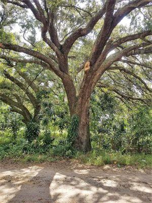 20 Acres For Sale in Clermont Fl $187K Kathy Griner & Joe Patterson 352.272.5802