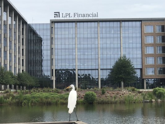 the great white egret survey's his domain