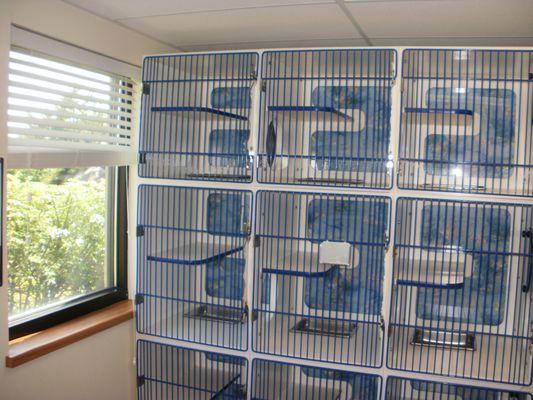 Our Kitty Condos offer plenty of natural light and plenty of room to relax in or be active.