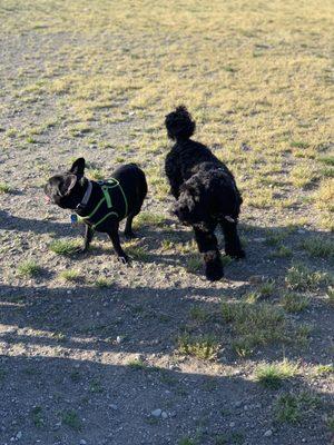 Mr. Pickles and Dallas playing