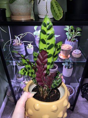 Rattlesnake plant & cute yellow pot