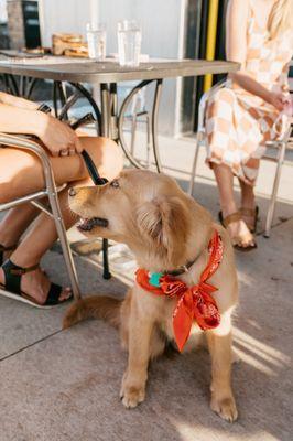 Dog-friendly patios at 45th Paralell Distillery in New Richmond, Wisconsin!