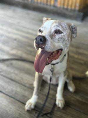 Friend's dog joining us for lunch.