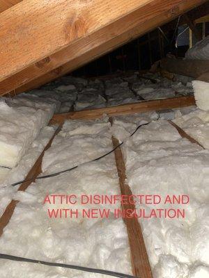 Attic Disinfected & New Insulation