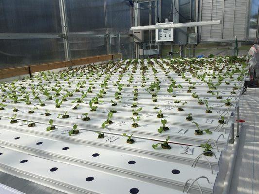 Baby lettuce reaching for the morning light