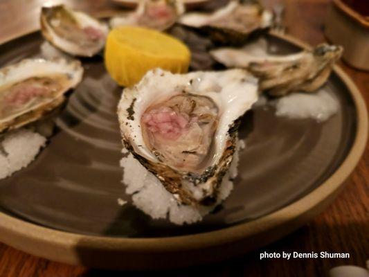 Fresh beautiful oysters