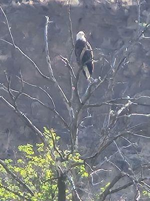 Regal Bald Eagle watching our tour