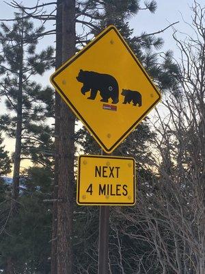 Bear Crossing near Mt Rose Nevada Ski Resort