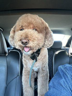 Mini Goldendoodle